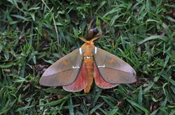 Saturnid moth (Schausiella santarosensis).jpg