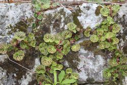 Saxifraga stolonifera s4.jpg