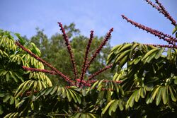 Schefflera actinophylla DSC0884.jpg