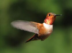 Hovering hummingbird