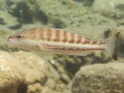 Serranus cabrilla; Comber 2 (cropped).jpg