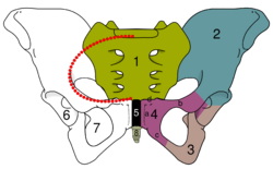 Skeletal pelvis-pubis.svg