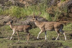 Sri Lankan spotted deer (Axis axis ceylonensis) female and male.jpg