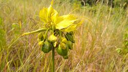 Tacca leontopetaloides 48143668.jpg