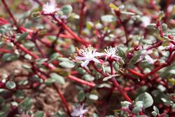 Trianthema portulacastrum1.jpg