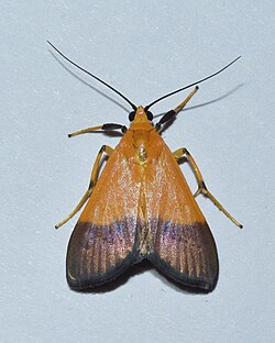Ulopeza conigeralis.jpg