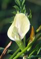 Vicia grandiflora bgiu 01.jpg
