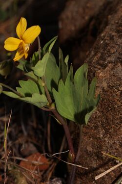 Viola lobata 4814.JPG