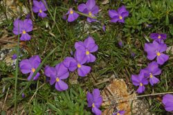 Violaceae - Viola bertolonii-3.JPG