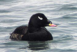 White-winged Scoter.jpg