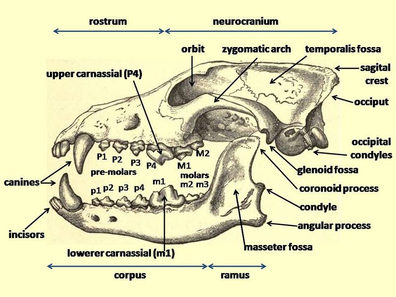 File:Wolf cranium labelled.jpg